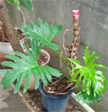 Philodendron_selloum